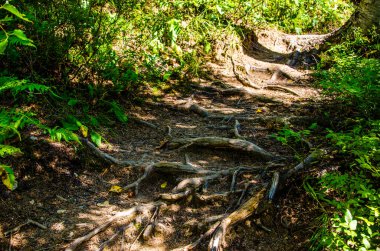 Yoğun yeşil orman. Ağaçların arasındaki yaz yolu..