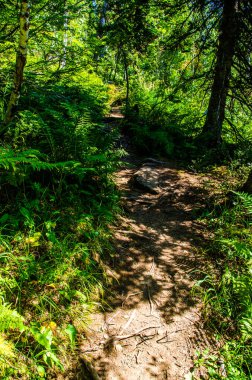 Yoğun yeşil orman. Ağaçların arasındaki yaz yolu..