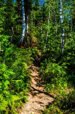 Yoğun yeşil orman. Ağaçların arasındaki yaz yolu..