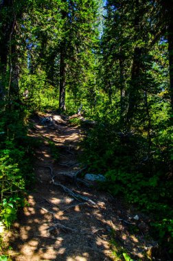 Yoğun yeşil orman. Ağaçların arasındaki yaz yolu..