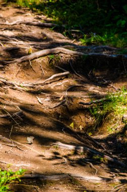 Yoğun yeşil orman. Ağaçların arasındaki yaz yolu..