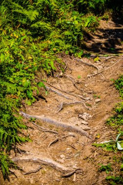 Yoğun yeşil orman. Ağaçların arasındaki yaz yolu..