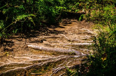 Yoğun yeşil orman. Ağaçların arasındaki yaz yolu..