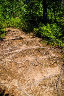 Yoğun yeşil orman. Ağaçların arasındaki yaz yolu..