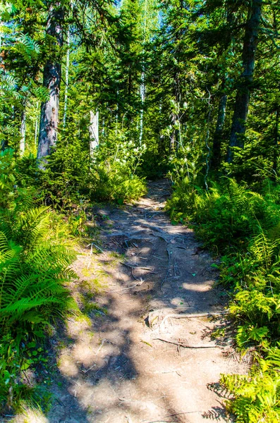 Bosque Verde Denso Verano Sinuoso Camino Entre Los Árboles — Foto de Stock