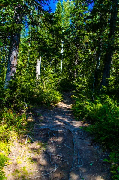 Floresta Verde Densa Verão Sinuoso Caminho Entre Árvores — Fotografia de Stock