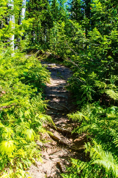 Tät Grön Skog Sommar Slingrande Stig Mellan Träden — Stockfoto