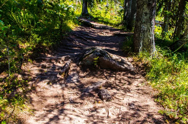 Bosque Verde Denso Verano Sinuoso Camino Entre Los Árboles — Foto de Stock