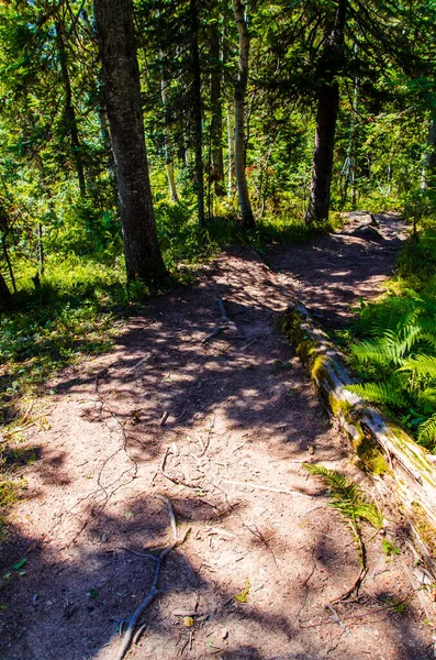 Dichter Grüner Wald Sommerkurvenweg Zwischen Den Bäumen — Stockfoto