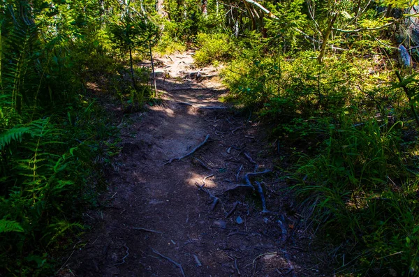 茂密的绿色森林 夏天在树林间蜿蜒曲折的小路 — 图库照片