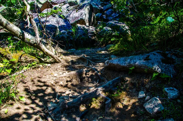 Hutan Hijau Lebat Jalan Berliku Musim Panas Antara Pohon Pohon — Stok Foto