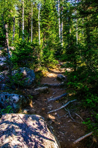 Dichter Grüner Wald Sommerkurvenweg Zwischen Den Bäumen — Stockfoto