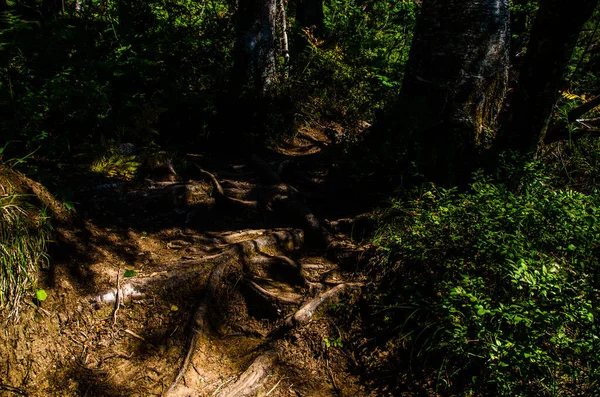 Hutan Hijau Lebat Jalan Berliku Musim Panas Antara Pohon Pohon — Stok Foto