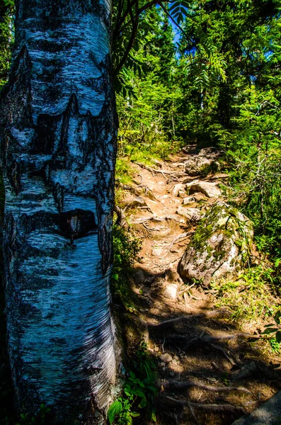 Floresta Verde Densa Verão Sinuoso Caminho Entre Árvores — Fotografia de Stock
