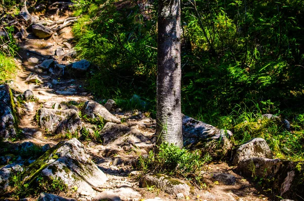 Hutan Hijau Lebat Jalan Berliku Musim Panas Antara Pohon Pohon — Stok Foto