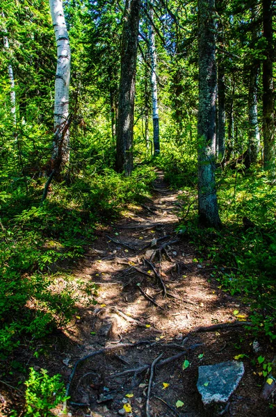 Dicht Groen Bos Zomer Kronkelpad Tussen Bomen — Stockfoto