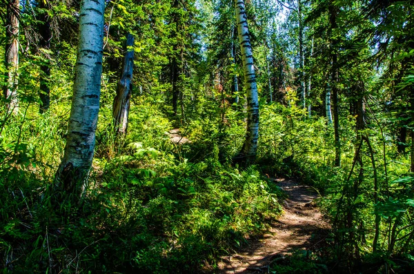 Щільний Зелений Ліс Літній Звивистий Шлях Між Деревами — стокове фото