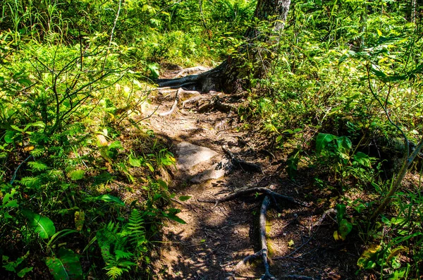 Dichter Grüner Wald Sommerkurvenweg Zwischen Den Bäumen — Stockfoto