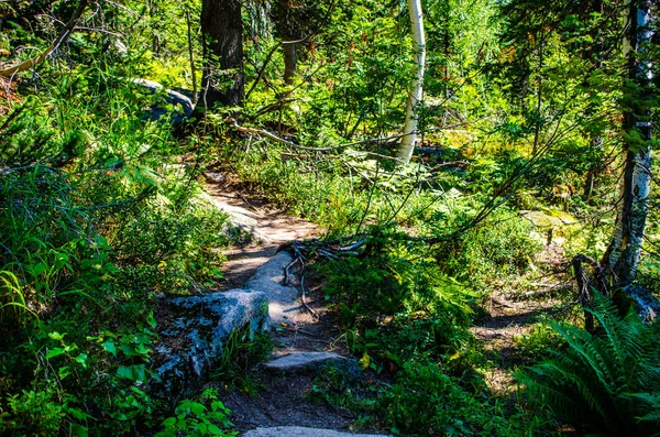 Hutan Hijau Lebat Jalan Berliku Musim Panas Antara Pohon Pohon — Stok Foto