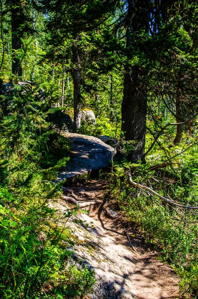 Forêt Verte Dense Sentier Été Sinueux Entre Les Arbres — Photo