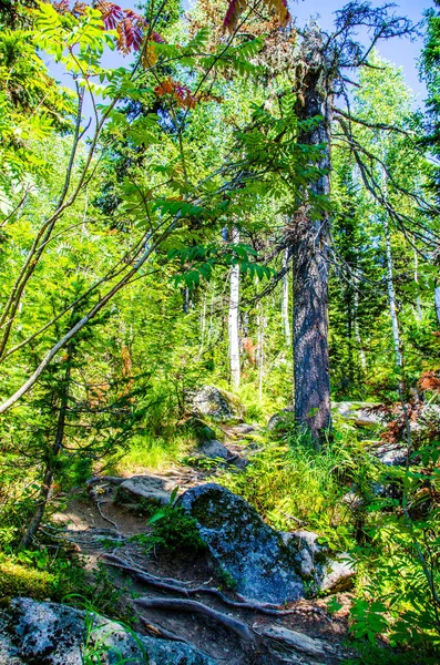 Густой Зеленый Лес Летняя Извилистая Тропа Между Деревьями — стоковое фото