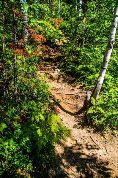 Tät Grön Skog Sommar Slingrande Stig Mellan Träden — Stockfoto