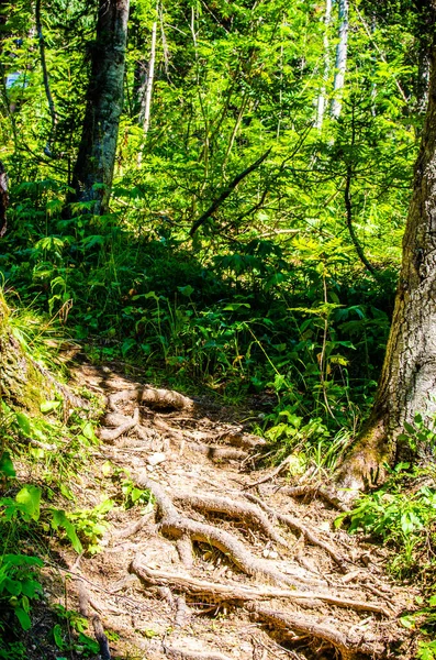 Forêt Verte Dense Sentier Été Sinueux Entre Les Arbres — Photo