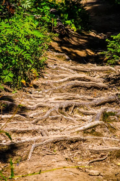 Hutan Hijau Lebat Jalan Berliku Musim Panas Antara Pohon Pohon — Stok Foto