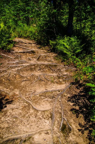 Hutan Hijau Lebat Jalan Berliku Musim Panas Antara Pohon Pohon — Stok Foto