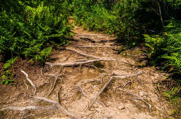 Hutan Hijau Lebat Jalan Berliku Musim Panas Antara Pohon Pohon — Stok Foto
