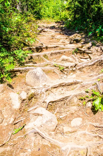 Hutan Hijau Lebat Jalan Berliku Musim Panas Antara Pohon Pohon — Stok Foto