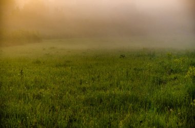 Sabahın köründe, şafakta. Yeşil bir orman üzerinde yoğun mistik sis. Sulu ot.