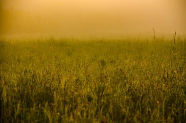 Sabahın köründe, şafakta. Yeşil bir orman üzerinde yoğun mistik sis. Sulu ot.