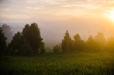 Sabahın köründe, şafakta. Yeşil bir orman üzerinde yoğun mistik sis. Sulu ot.
