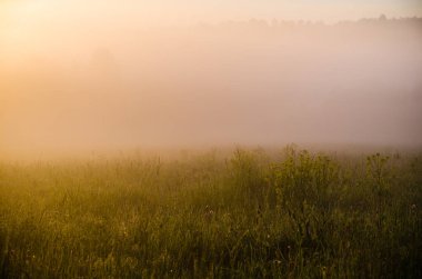 Sabahın köründe, şafakta. Yeşil bir orman üzerinde yoğun mistik sis. Sulu ot.