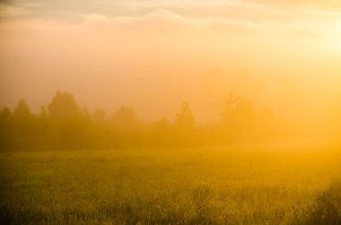 Sabahın köründe, şafakta. Yeşil bir orman üzerinde yoğun mistik sis. Sulu ot.