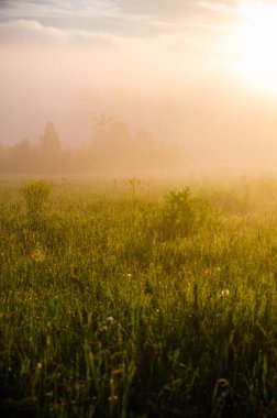 Sabahın köründe, şafakta. Yeşil bir orman üzerinde yoğun mistik sis. Sulu ot.