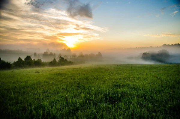 Mattina Presto All Alba Una Fitta Nebbia Mistica Una Foresta — Foto Stock