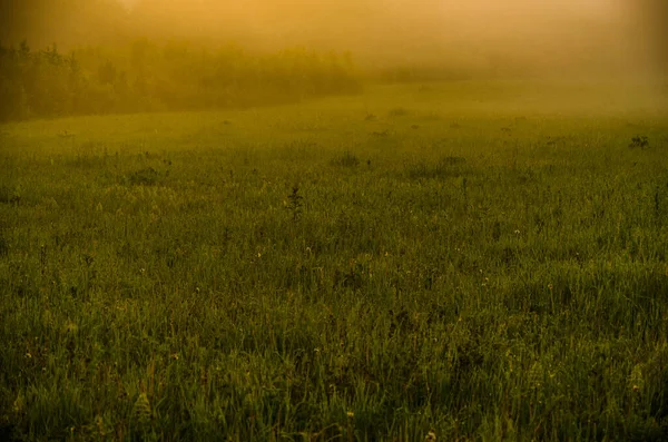 Brzy Ráno Úsvitu Hustá Mystická Mlha Nad Zeleným Lesem Šťavnatá — Stock fotografie