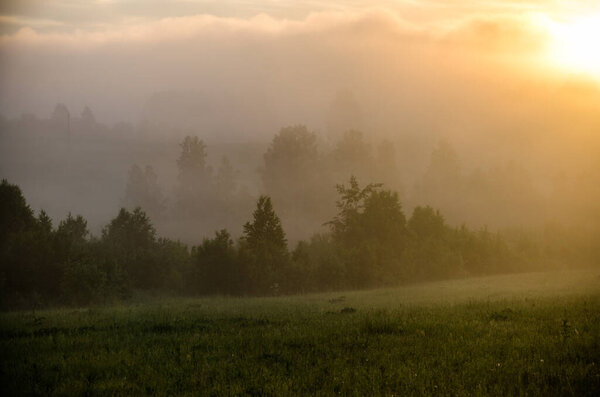 Early in the morning, at dawn. Thick mystical fog over a green forest. Juicy grass.