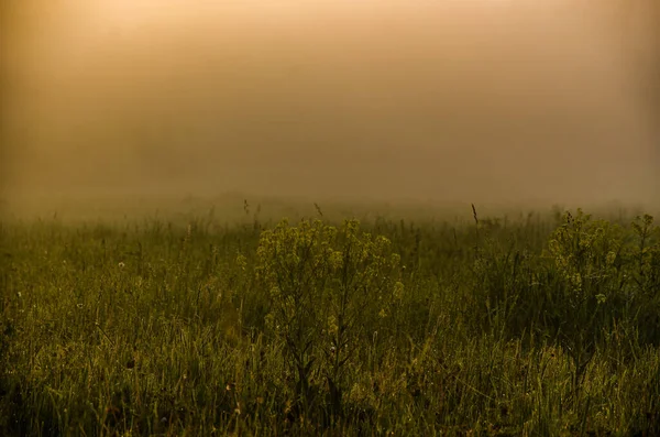 Sabahın Köründe Şafakta Yeşil Bir Orman Üzerinde Yoğun Mistik Sis — Stok fotoğraf