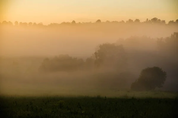 Sabahın Köründe Şafakta Yeşil Bir Orman Üzerinde Yoğun Mistik Sis — Stok fotoğraf