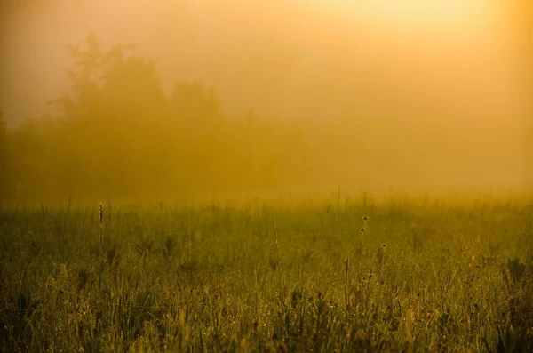 Frühmorgens Morgengrauen Dichter Mystischer Nebel Über Einem Grünen Wald Saftiges — Stockfoto