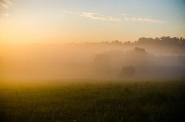 Frühmorgens Morgengrauen Dichter Mystischer Nebel Über Einem Grünen Wald Saftiges — Stockfoto