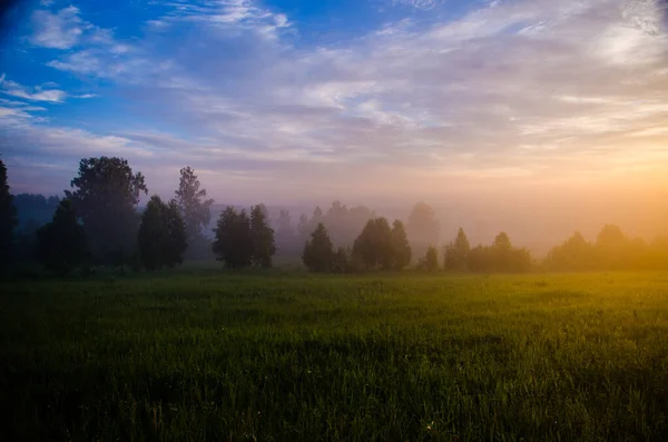 Mattina Presto All Alba Una Fitta Nebbia Mistica Una Foresta — Foto Stock