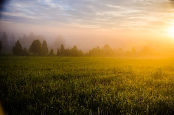 Temprano Mañana Amanecer Espesa Niebla Mística Sobre Bosque Verde Hierba —  Fotos de Stock
