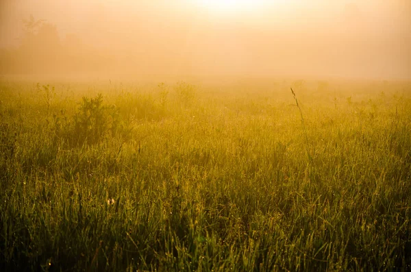 Frühmorgens Morgengrauen Dichter Mystischer Nebel Über Einem Grünen Wald Saftiges — Stockfoto