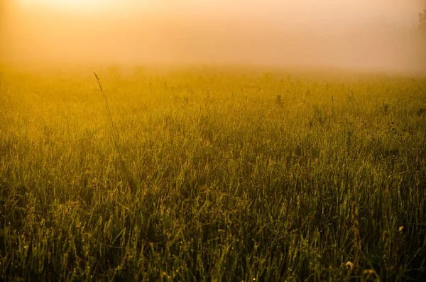 Temprano Mañana Amanecer Espesa Niebla Mística Sobre Bosque Verde Hierba — Foto de Stock