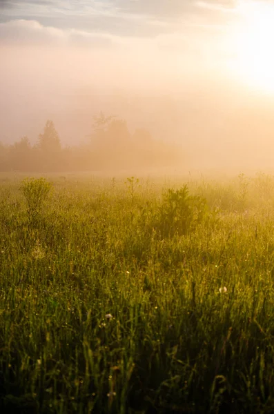 Frühmorgens Morgengrauen Dichter Mystischer Nebel Über Einem Grünen Wald Saftiges — Stockfoto