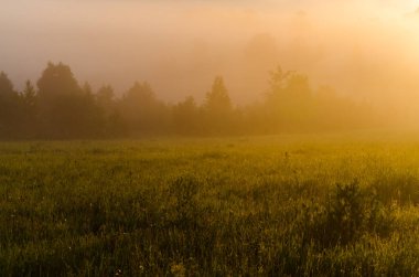 Sabahın köründe, şafakta. Yeşil bir orman üzerinde yoğun mistik sis. Sulu ot.